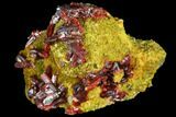 Realgar Crystals on Yellow-Orange Orpiment - Peru #110173-1